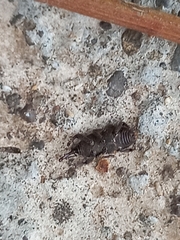 Sitophilus rugicollis