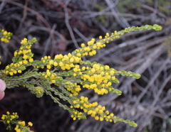 Acacia glandulicarpa