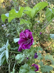 Malva sylvestris mauritiana