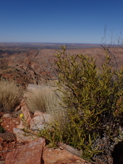 Hibbertia glaberrima
