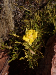 Hibbertia glaberrima