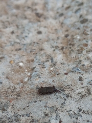 Sitophilus rugicollis