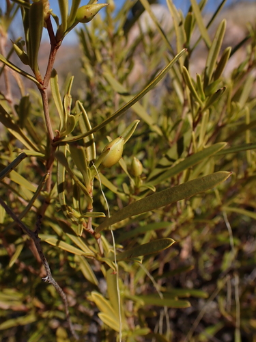 Image of Hibbertia glaberrima by (c) Nina Kerr, some rights reserved (CC BY)
