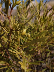 Hibbertia glaberrima