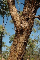 Eucalyptus phoenicea