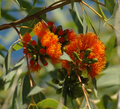 Eucalyptus phoenicea