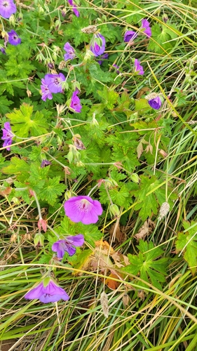 Image of Geranium wallichianum by (c) Cheongweei Gan, some rights reserved (CC BY)