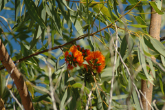Eucalyptus phoenicea