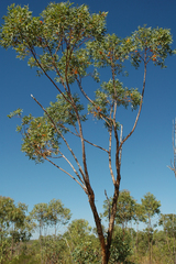 Eucalyptus phoenicea