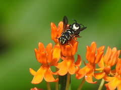 Dianthidium simile