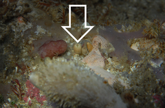 Calcarea