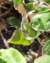 Neoscona adianta