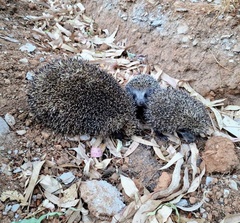 Erinaceus roumanicus