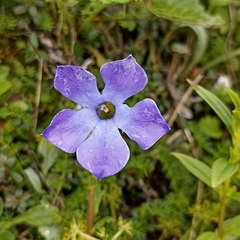 Cyananthus lobatus
