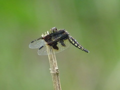 Palpopleura