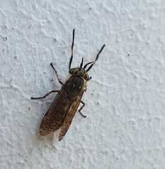 Haematopota ocelligera