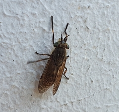 Haematopota ocelligera