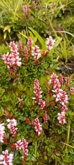 Bistorta vacciniifolia
