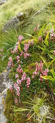 Bistorta vacciniifolia
