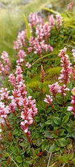 Bistorta vacciniifolia