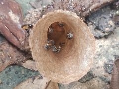 Lepidotrigona terminata