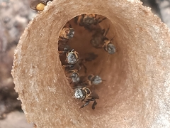 Lepidotrigona terminata