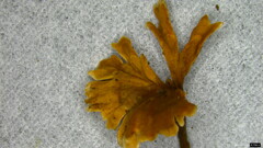 Stereopsis burtiana
