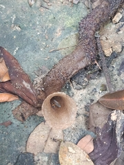 Lepidotrigona terminata