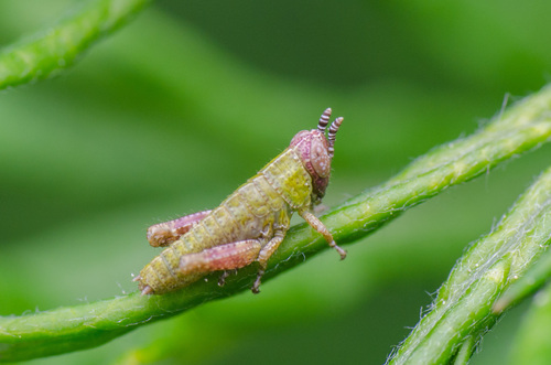 Common Maquis Grasshopper