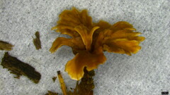 Stereopsis burtiana