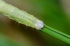 Larentia clavaria