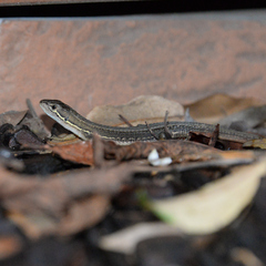Takydromus tachydromoides