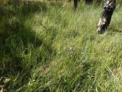 Machaerina rubiginosa