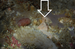 Polysyncraton rica