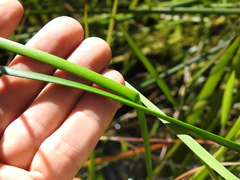 Machaerina rubiginosa