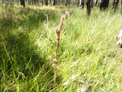 Machaerina rubiginosa