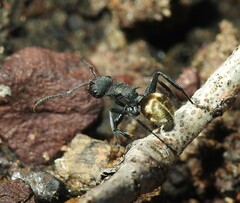 Polyrhachis erato