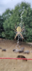 Argiope bruennichi