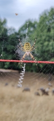 Argiope bruennichi