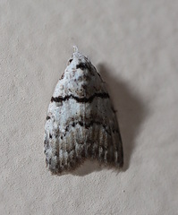 Nola pygmaeodes