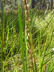 Machaerina rubiginosa