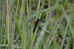 Lyriothemis pachygastra