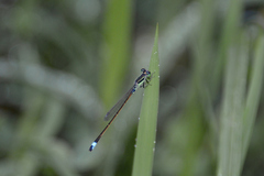 Ischnura senegalensis