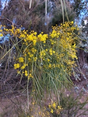 Acacia adunca
