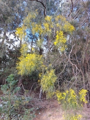 Acacia adunca