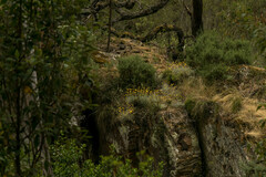 Leucochrysum albicans