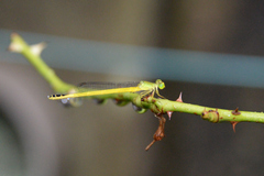 Ceriagrion melanurum