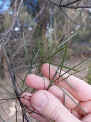 Acacia adunca