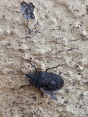 Neohalys serricollis