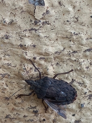 Neohalys serricollis